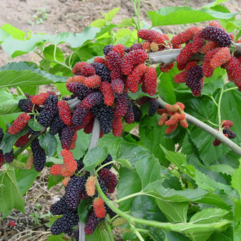 Egrow 100 Pcs/Pack Mulberry Seeds Potted Seasonal Fruit Garden Natural Health Mulberry Year Results Blackberry Bonsais
