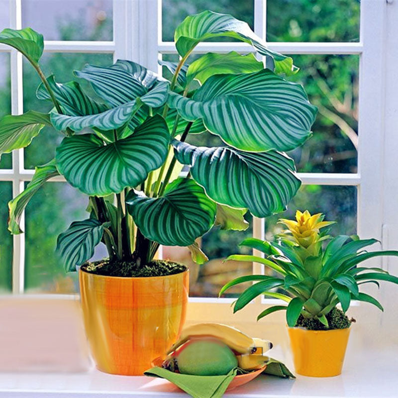 Egrow 100 Pcs/Pack Calathea Seeds Rare Calathea Bonsai Air Freshening Plants High Humidity Office Desk Bonsai for Flower Pot Planters