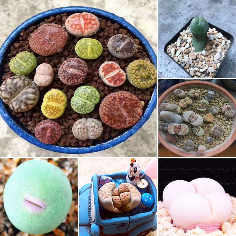 Egrow 100pcs Graine Lithops Pseudotruncatella Plant Seed Rare Potted  Stone Succulentes Mixture