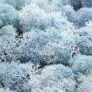 200g Natural Norwegian Reindeer Moss Preserved Dried Craft Flower Decorations