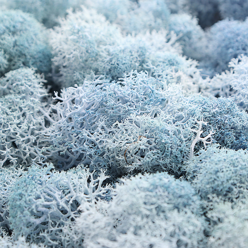 200g Natural Norwegian Reindeer Moss Preserved Dried Craft Flower Decorations
