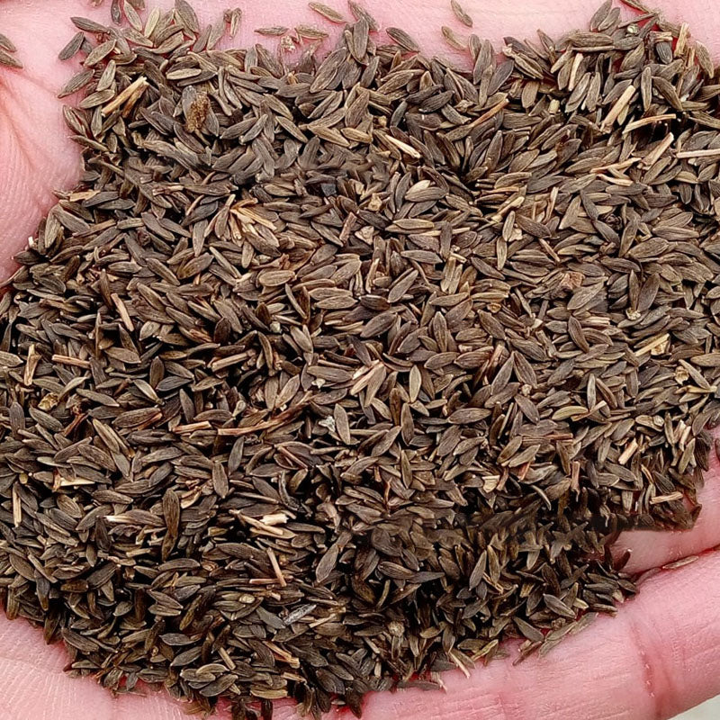 Egrow 40Pcs/Bag Italian Lettuce Seeds Green Healthy Vegetable Seeds Four Seasons Super Easy to Grow