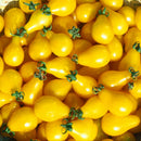 Egrow 100Pcs/Pack Tomato Seeds Beautiful Yellow Pear Tomato Bonsai Potted Organic Vegetable Fruit Tomato Plants