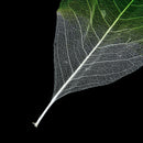 50x Natural Magnolia Skeleton Leaf Leaves Card Scrapbook Craft Supplies Green+White