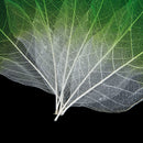 50x Natural Magnolia Skeleton Leaf Leaves Card Scrapbook Craft Supplies Green+White