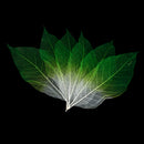 50x Natural Magnolia Skeleton Leaf Leaves Card Scrapbook Craft Supplies Green+White