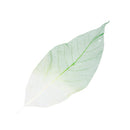 50x Natural Magnolia Skeleton Leaf Leaves Card Scrapbook Craft Supplies Green+White