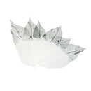 50pcs Natural Magnolia Skeleton Leaves Leaf Scrapbook Craft Supply Black+White