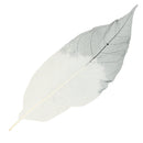 50pcs Natural Magnolia Skeleton Leaves Leaf Scrapbook Craft Supply Black+White