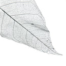 50pcs Natural Magnolia Skeleton Leaves Leaf Scrapbook Craft Supply Black+White