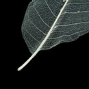 50pcs Natural Magnolia Skeleton Leaves Leaf Scrapbook Craft Supply Black+White