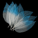 50x Natural Magnolia Skeleton Leaves Leaf Scrapbook Craft Supplies Blue+White