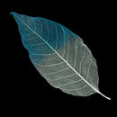 50x Natural Magnolia Skeleton Leaves Leaf Scrapbook Craft Supplies Blue+White