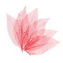 50x Natural Magnolia Skeleton Leaf Leaves Card Scrapbooking Craft Supply Red