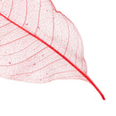 50x Natural Magnolia Skeleton Leaf Leaves Card Scrapbooking Craft Supply Red