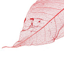 50x Natural Magnolia Skeleton Leaf Leaves Card Scrapbooking Craft Supply Red