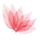 50x Natural Magnolia Skeleton Leaf Leaves Card Scrapbooking Craft Supply Red