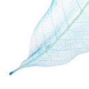 50pcs Natural Magnolia Skeleton Leaf Leaves Card Scrapbooking Craft Supply Blue