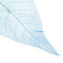 50pcs Natural Magnolia Skeleton Leaf Leaves Card Scrapbooking Craft Supply Blue