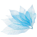 50pcs Natural Magnolia Skeleton Leaf Leaves Card Scrapbooking Craft Supply Blue