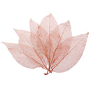 50Pcs Natural Magnolia Skeleton Leaf Leaves Card Scrapbook Craft Supply Coffee