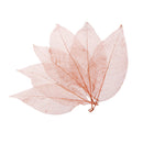 50Pcs Natural Magnolia Skeleton Leaf Leaves Card Scrapbook Craft Supply Coffee