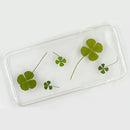Pack of 12 Real Pressed Leaves Flower For Card Making & Floral Arranging DIY