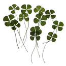 Pack of 12 Real Pressed Leaves Flower For Card Making & Floral Arranging DIY