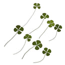 Pack of 12 Real Pressed Leaves Flower For Card Making & Floral Arranging DIY