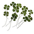 Pack of 12 Real Pressed Leaves Flower For Card Making & Floral Arranging DIY