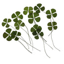 Pack of 12 Real Pressed Leaves Flower For Card Making & Floral Arranging DIY