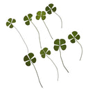 Pack of 12 Real Pressed Leaves Flower For Card Making & Floral Arranging DIY