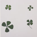 Pack of 12 Real Pressed Leaves Flower For Card Making & Floral Arranging DIY