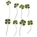 Pack of 12 Real Pressed Leaves Flower For Card Making & Floral Arranging DIY