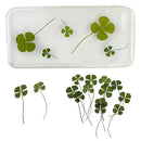 Pack of 12 Real Pressed Leaves Flower For Card Making & Floral Arranging DIY