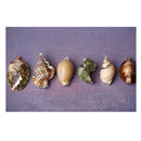 Gilding Gold Beach Conch Shell Beads Pendants for Jewelry Making Crafts