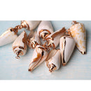 Gilding Gold Beach Conch Shell Beads Pendants for Jewelry Making Crafts