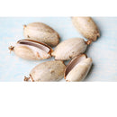 Gilding Gold Beach Conch Shell Beads Pendants for Jewelry Making Crafts
