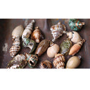 Gilding Gold Beach Conch Shell Beads Pendants for Jewelry Making Crafts