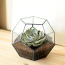 Irregular Ball Shape Decor Glass Geometric Terrarium Succulent Plant Terrarium for Air Plants Planter Pot