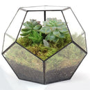 Irregular Ball Shape Decor Glass Geometric Terrarium Succulent Plant Terrarium for Air Plants Planter Pot