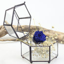 Glass Geometric Terrarium Air Plants Containers Balcony Succulent Fern Moss Flower Pots Planter