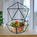 Glass Geometric Terrariumn Tabletop Succulent Air Plant Box Planter Moss Fern Pot