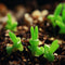 10pcs Monilaria Obconica Succulent Plants Seeds Garden Aizoaceae Perennial Herb