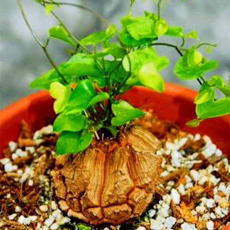 Egrow 2 Pcs/Pack Dioscorea Seeds Turtle Back Elephant's Foot Bonsai Plant For Home And Garden
