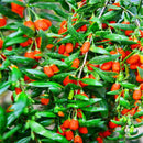 Egrow 100 Pcs/Pack Wolfberry Seeds Outdoor Wolfberry Organic Heirloom Fruit For Garden DIY Lycium Chinense Herb Plant Medlar