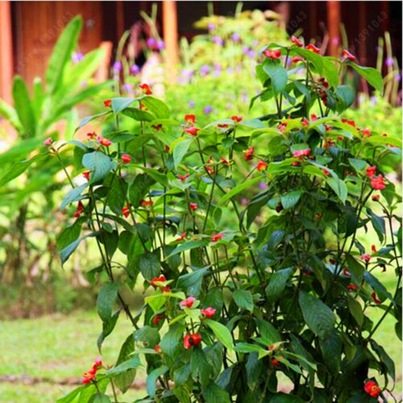 Egrow 100Pcs Red Lips Flower Seeds Sexy Kiss Rosy Lip Plants Garden Bonsai Psychotria Elata Seeds