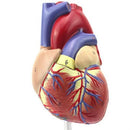 Life Size Human Heart Model Anatomical Cardiac Model Learning Lab Supplies Medical Model