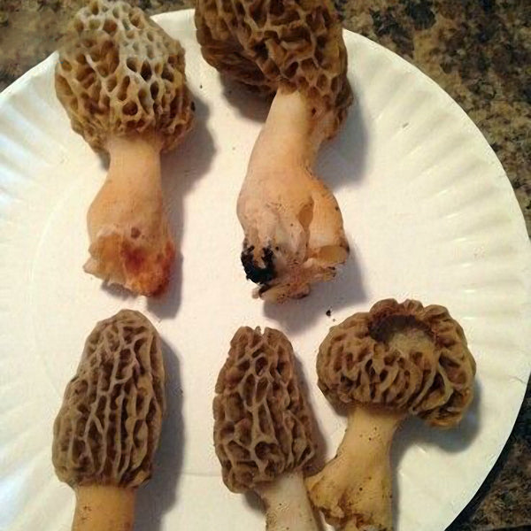 Egrow 100Pcs/Bag Morel Mushroom Strains Seeds Garden Planting Edible Eryngii Vegetable Seeds