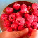 Egrow 100 PCS/Pack Jambu Air Seeds Rose Wax Apple Bonsai Rare Fruit Flores for Home Garden Planting